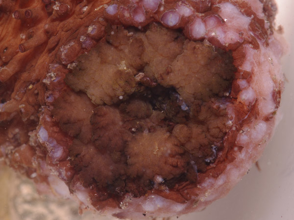 Holothuria sp.